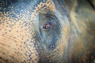 Close-up of elephant