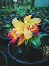 Close-up of yellow flower in water