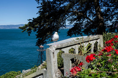 Bird perching on a tree against sea