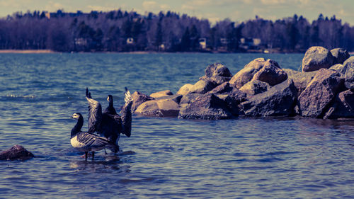 Scenic view of birds on sea