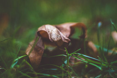 Close-up of mushroom in grass