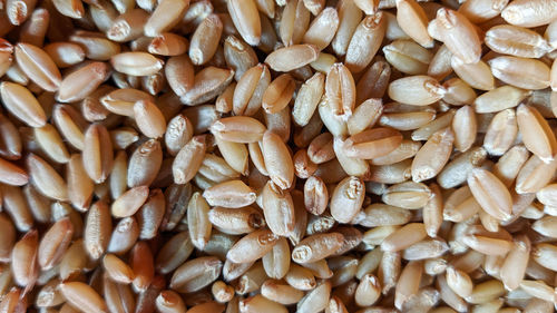 Full frame shot of wheat