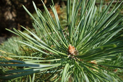 Close-up of pine tree
