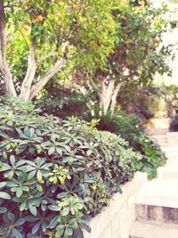 Close-up of potted plants in yard