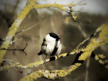 Close-up of bird perching on branch