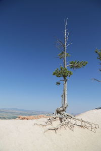 Dead tree on desert against clear blue sky