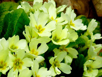 Close-up of white flowers blooming outdoors