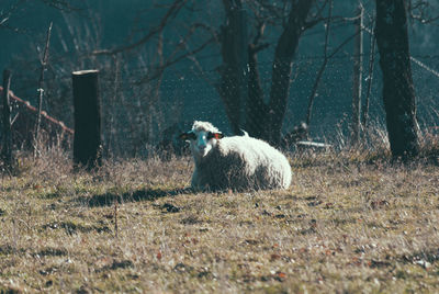 Sheep sitting on grass