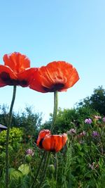 Close-up of red poppy flowers against clear sky