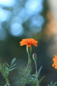 Close-up of orange rose flower