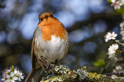 Close-up of bird perching on branch