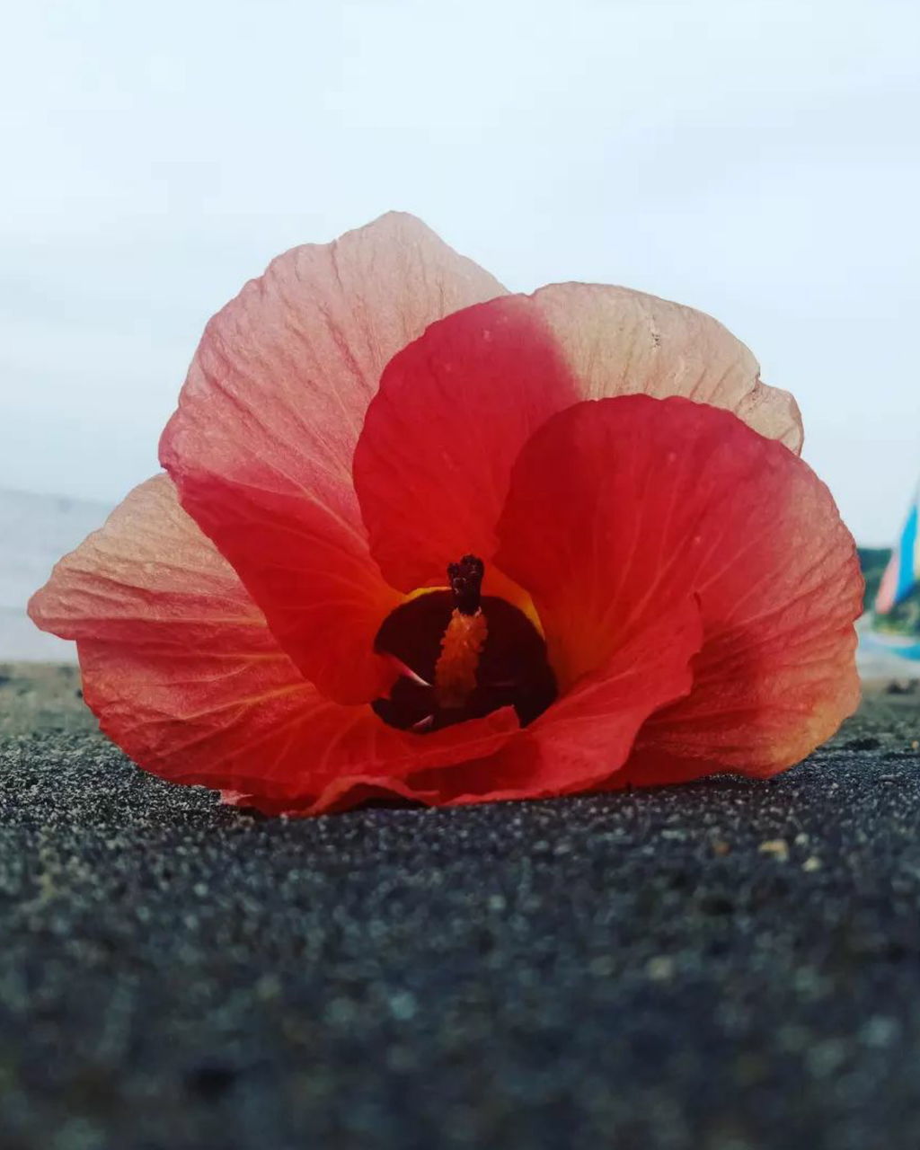 red, flower, nature, petal, beauty in nature, poppy, plant, flowering plant, land, sky, close-up, day, outdoors, freshness, no people, fragility, water, sea, macro photography, leaf, pink, beach, flower head