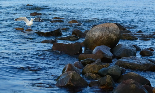 Seagulls on rock by sea