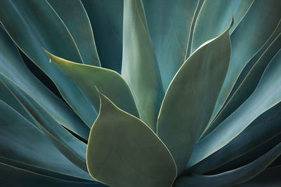 agave