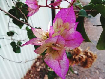 Close-up of pink flowering plant