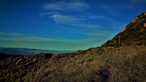 Scenic view of tree against sky
