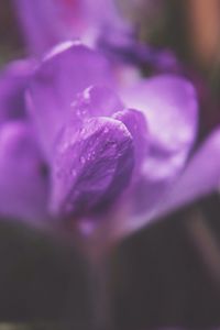 Close-up of pink flower