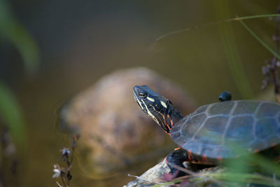 Close-up of tortoise in water