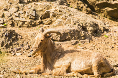 View of a horse on field