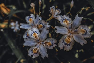 Close-up of wilted flowering plant