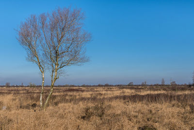 Bare tree on field against blue sky