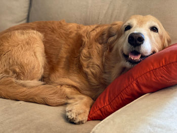 Close-up of dog resting on sofa at home
