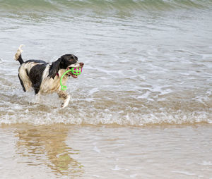 Dog running on beach