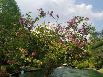 Flowering plants by trees against sky