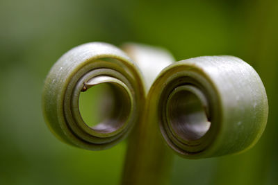 Close-up of green leaf