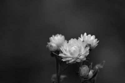 Close-up of flowers against black background