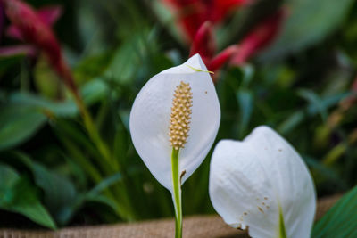 Close-up of white lily on plant