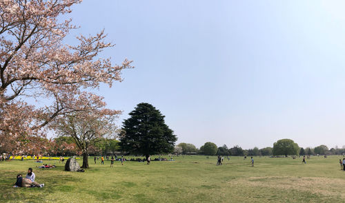 Trees on field against clear sky