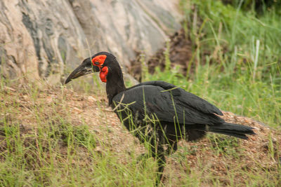 Side view of a bird on field