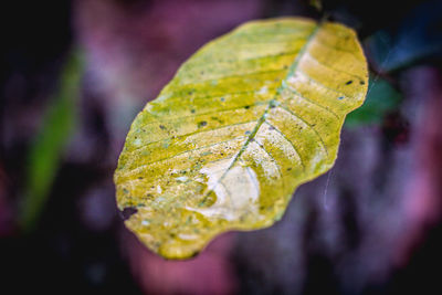 Close-up of dry leaf