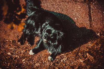 High angle view of dog on field