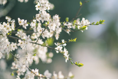 Close-up of white flowering plant