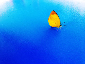 Close-up of butterfly on leaf