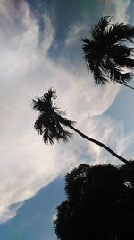 Low angle view of palm tree against sky