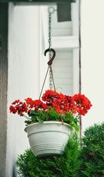 Close-up of red flowers hanging on plant