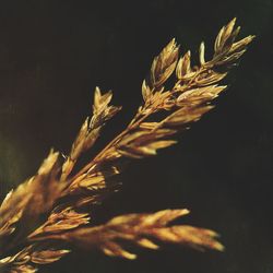 Close-up of wheat plant