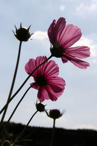 Close-up of cosmos blooming against sky