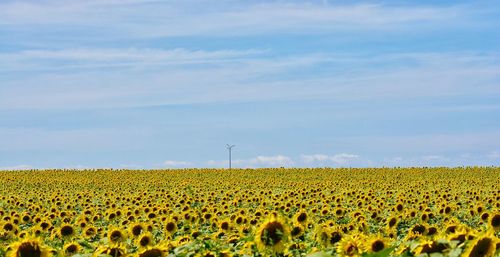 Scenic view of sunflower field against sky