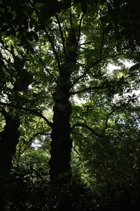 Low angle view of trees