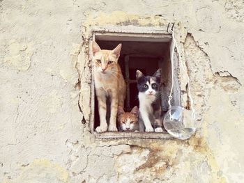 Portrait of cat sitting against wall