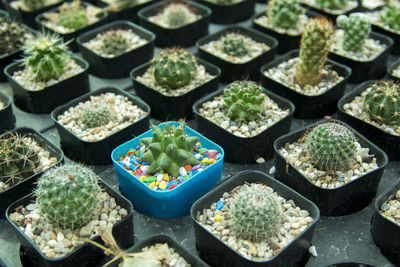 Full frame shot of potted cactus plants