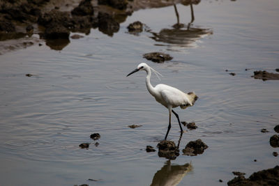 High angle view of birds in lake