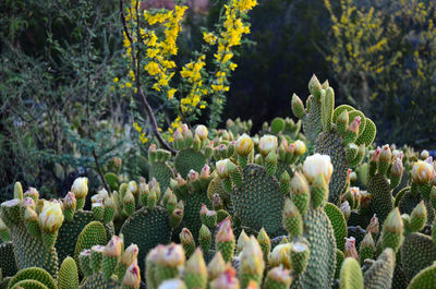 Close-up of succulent plants growing on field
