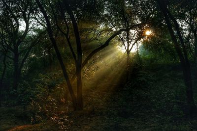 Sunlight streaming through trees in forest