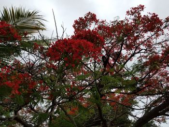 Low angle view of red flower tree against sky