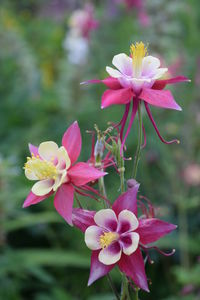 Close-up of pink flowers